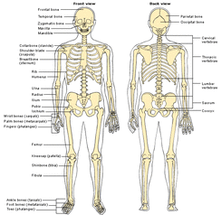 Skeletal System - Scoliosis
